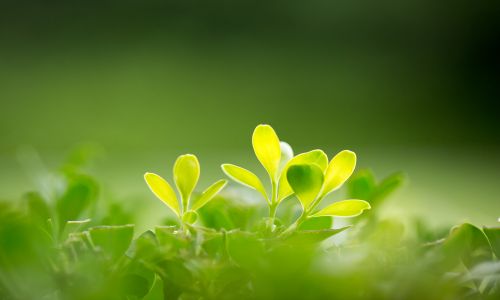 揭秘澳洲186雇主担保签证